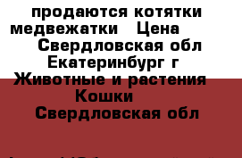 продаются котятки медвежатки › Цена ­ 3 000 - Свердловская обл., Екатеринбург г. Животные и растения » Кошки   . Свердловская обл.